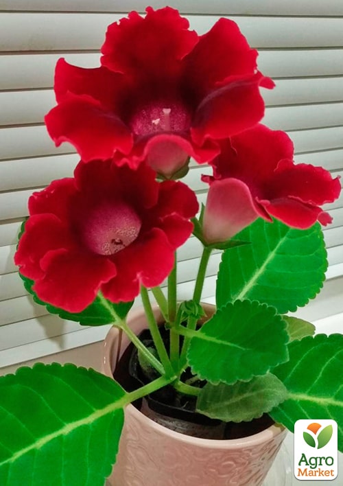 Глоксиния "Empress Red" высота 20см - фото 5