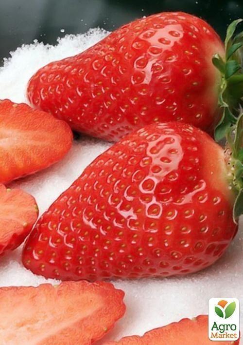 Клубника "Джоли" (Joly) (средний срок созревания)  - фото 6