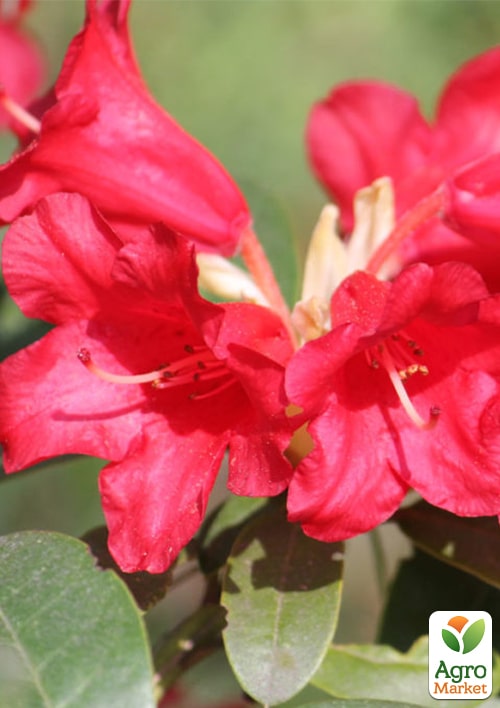 Рододендрон гибридный "Bengal" (Бенгал)