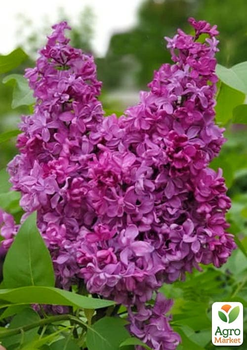 Сирень махровая "Рresident Loubet" (очень ароматный сорт)