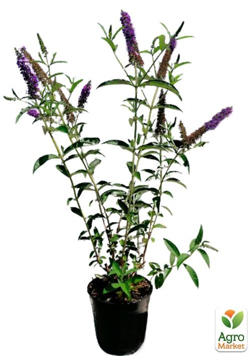 Буддлея Давида 2х летняя "Black Knight" C2 - фото 2