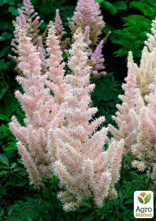 Астильба "Bumalda"  - фото 2
