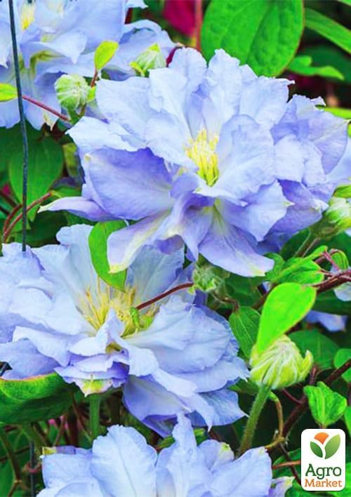 Клематис 3-х рiчний "Diamond Ball" С2 - фото 5