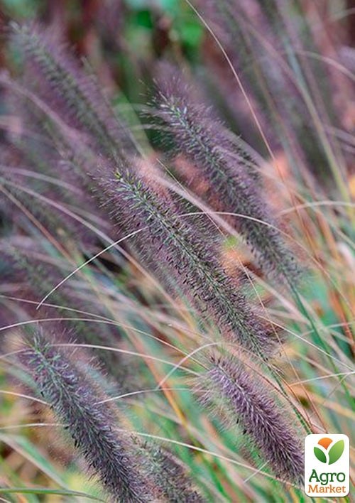 Пеннисетум лисохвостый "Viridescens" вазон С2 - фото 2