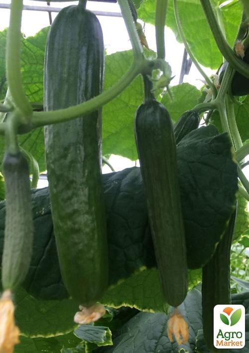 Огурец партенокарпический "Базис F1" ТМ "Lark Seeds" 100шт