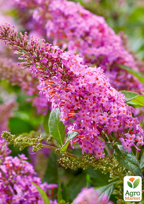 Буддлея 2х-летняя "Butterfly Candy Little Pink", С1  - фото 3