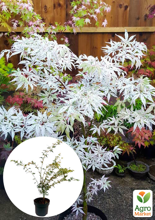 LMTD Клен вариегатный японский 3-х летний "Butterfly" (35-50см)