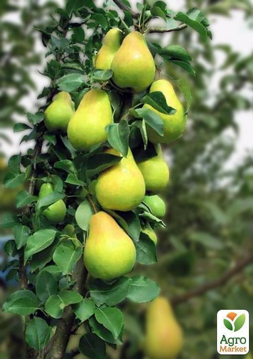 Колоновидная груша Октябрьская (осенний сорт) - фото 3