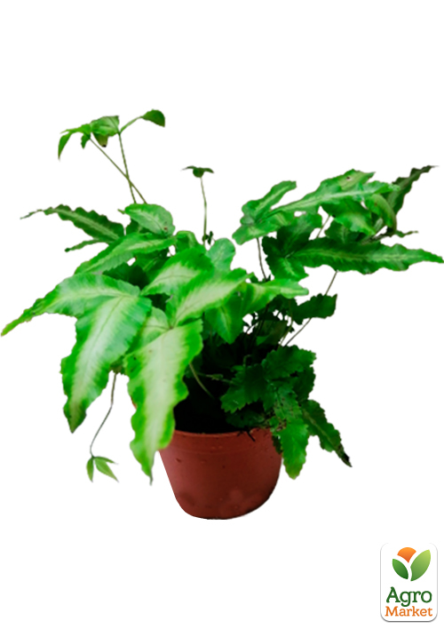 Птеріс Критський "Albolineata" - фото 5