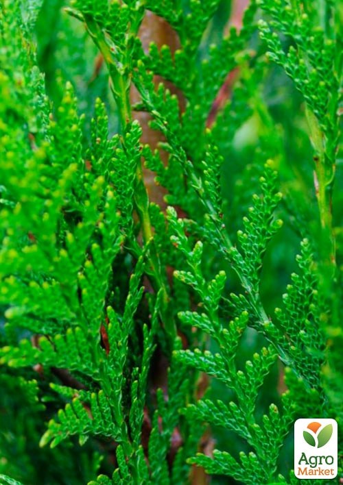 Туя складчаста "Gelderiand" контейнер P9 - фото 3