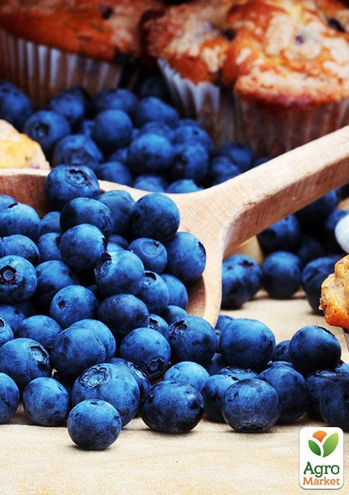 Голубика (черника садовая) ранняя "Патриот" (Patriot) очень урожайная - фото 7