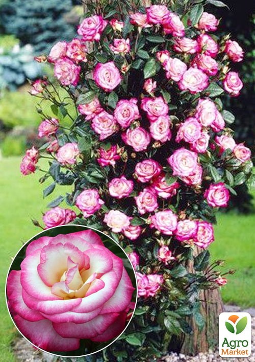 Роза в контейнере плетистая "Handel" (саженец класса АА+) - фото 3