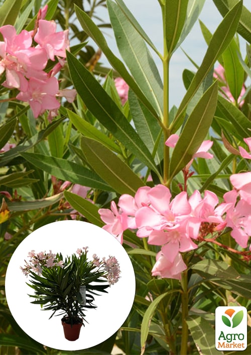 LMTD Олеандр цветущий 3-х летний "Dwarf Rose" (45-65см)