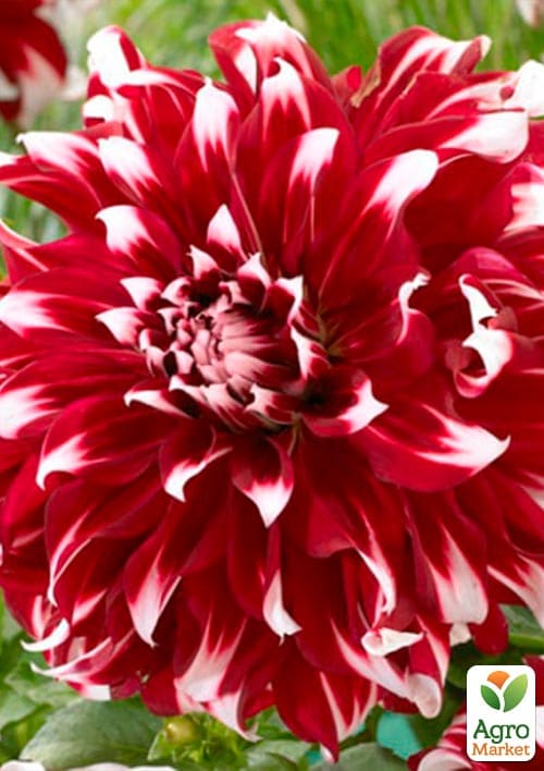 Георгина "X-Factor" (гигантский цветок) - фото 2