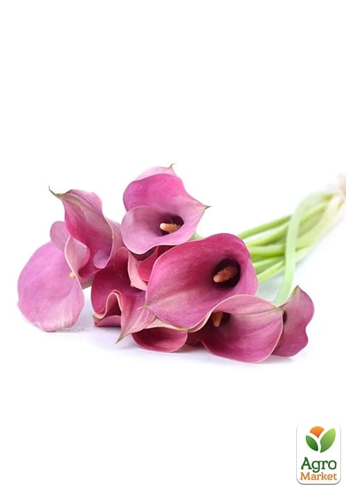 Калла "Captain Romance"  - фото 2