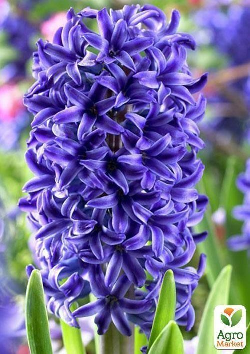 Гіацинт "Peter Stuyvesant" 2шт в упаковці