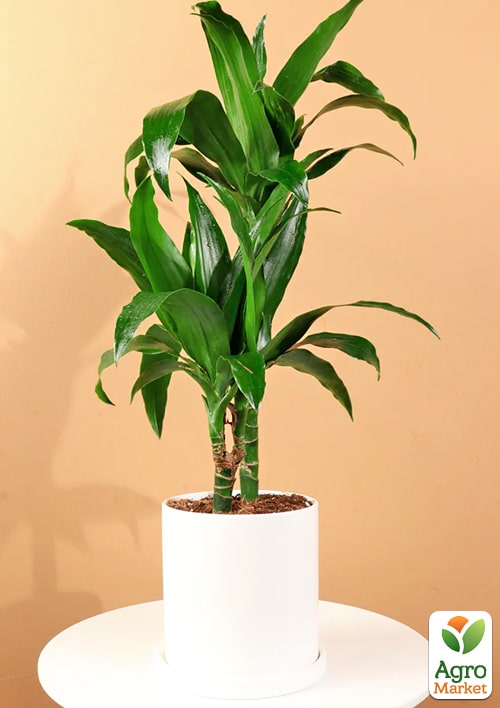 LMTD Драцена на штамбе "Deremensis" (высота 50-70см) - фото 2