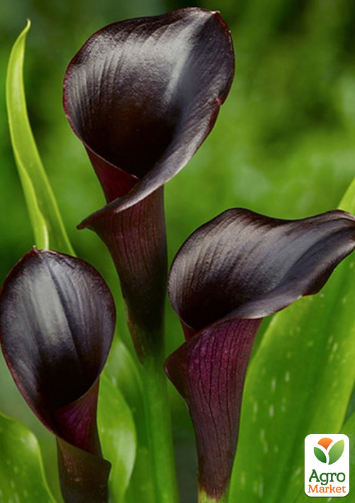 Калла "Odessa" 1шт в упаковці