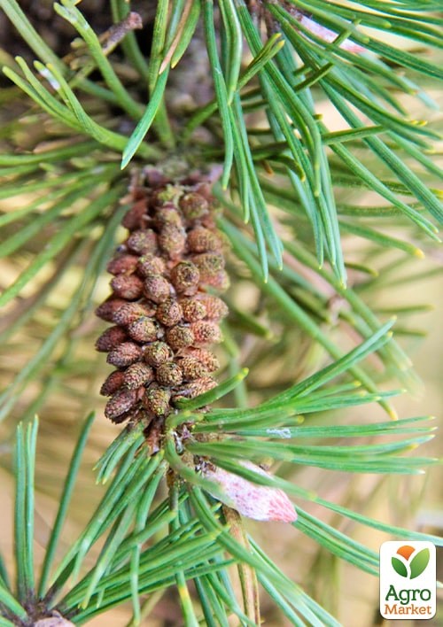 Сосна гірська "Mugo Uncinata" С10, висота 65-75см  - фото 3