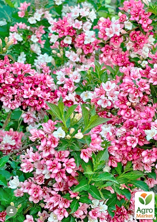 Вейгела "Marjorie" (Weigela Florida) - фото 6
