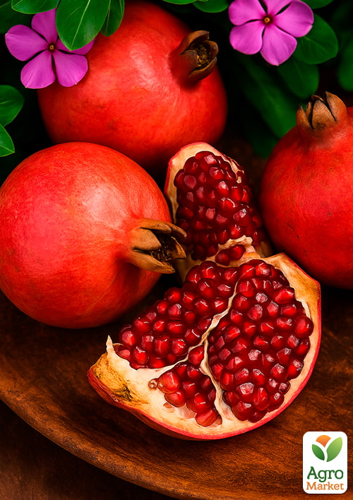 Гранат садовый 3-х летний «Велес» (высота саженца 90-120см) - фото 4