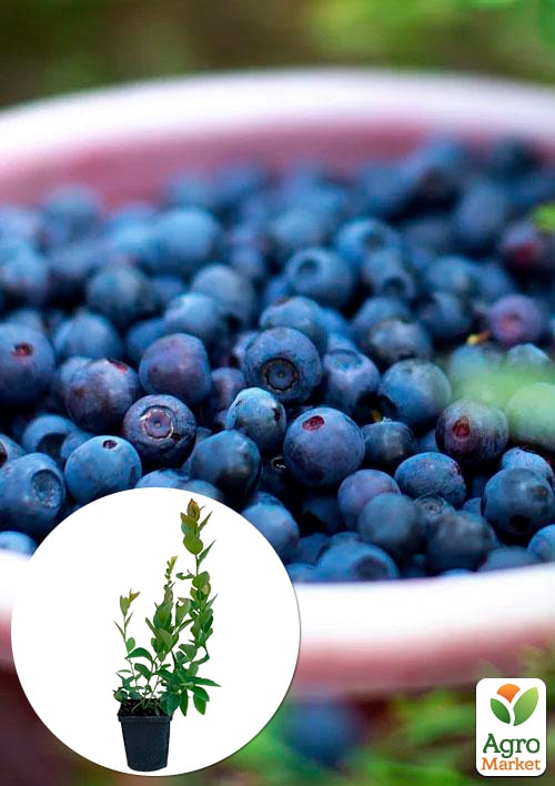 Голубика (черника садовая) "Голд Раубе" (средний срок созревания)