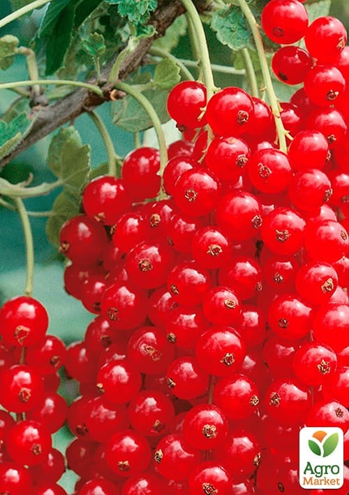 Смородина красная "Виксне" (ранний срок созревания, зимостойкий сорт) - фото 2