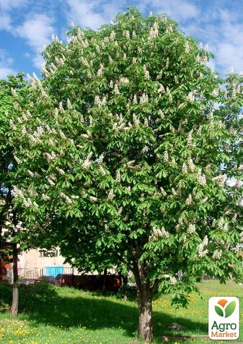 Каштан кінський "Aesculus" (красиво квітуче дерево) висота 20-50см - фото 3