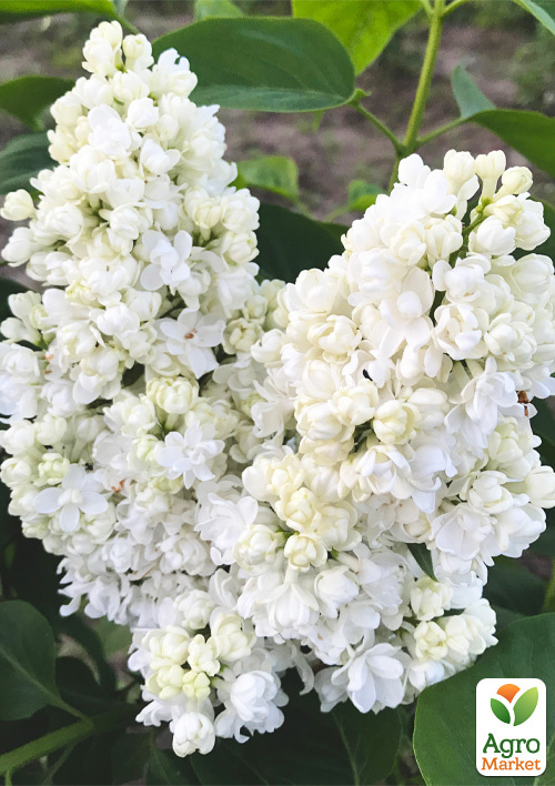 Бузок білий махровий "Пам'ять про Колеснікова"