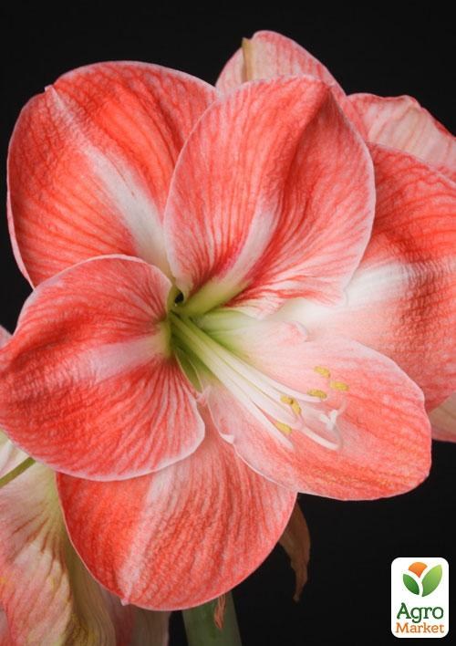 Гиппеаструм простой "Faro" (Амариллис) 1шт в упаковке
