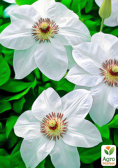 Клематис "Miss Bateman"