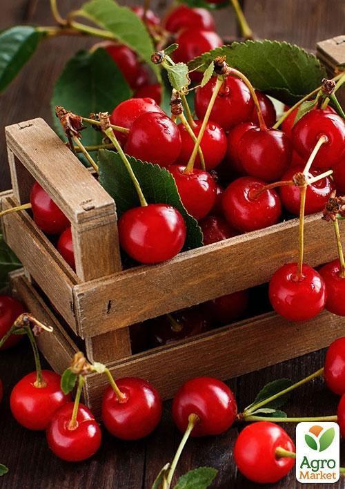 Вишня "Панди" (летний сорт, среднеспелый срок созревания)