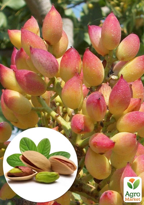 Фисташка "Фандоги"  (сладкий морозостойкий сорт)