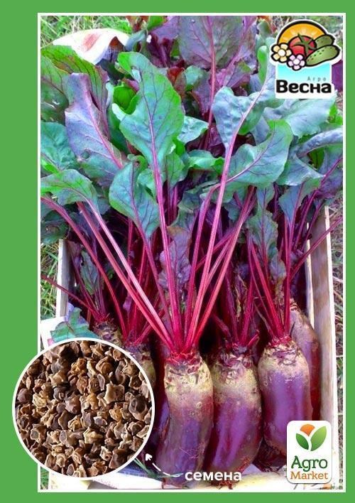 Свекла "Ривал" ТМ "Весна" 2г