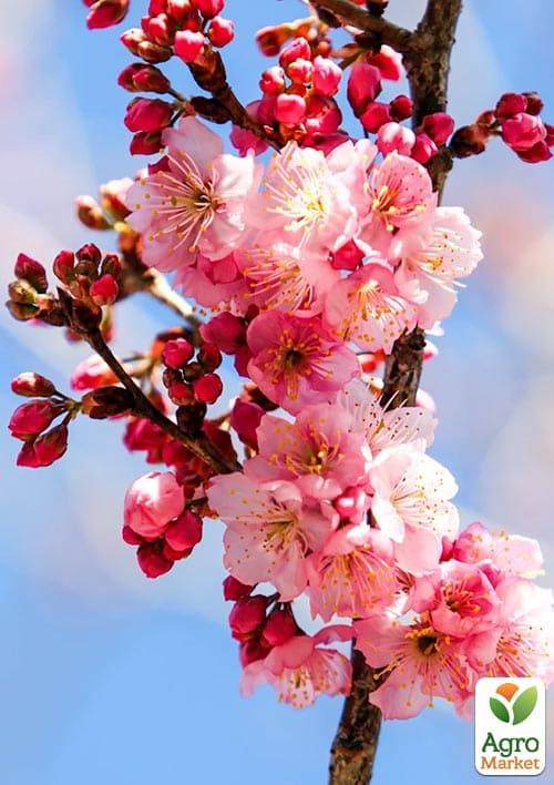 Сакура кустовая (Prunus incisa) "Oshidorii"