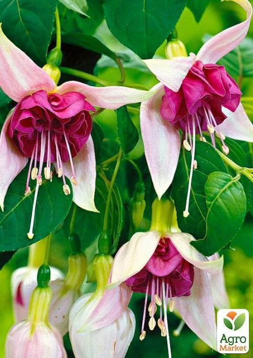 Фуксия ампельная "Bella Rozella" (контейнер № 10, высота 5-10 см)