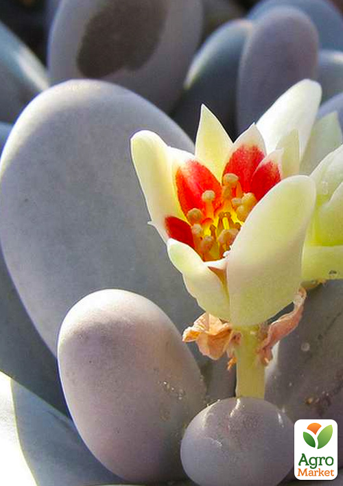 Суккулент Пахифитум "Pachyphytum Oviferum"