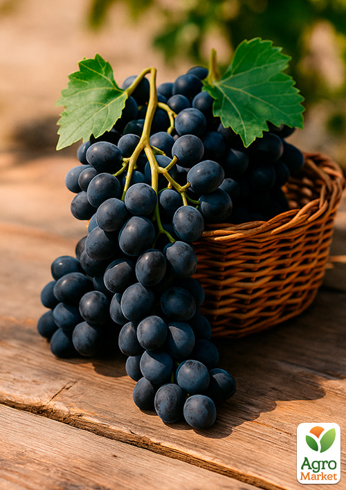 Виноград "Чорна вишня" - фото 4