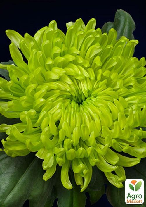 Хризантема срезочная "Globus Green"