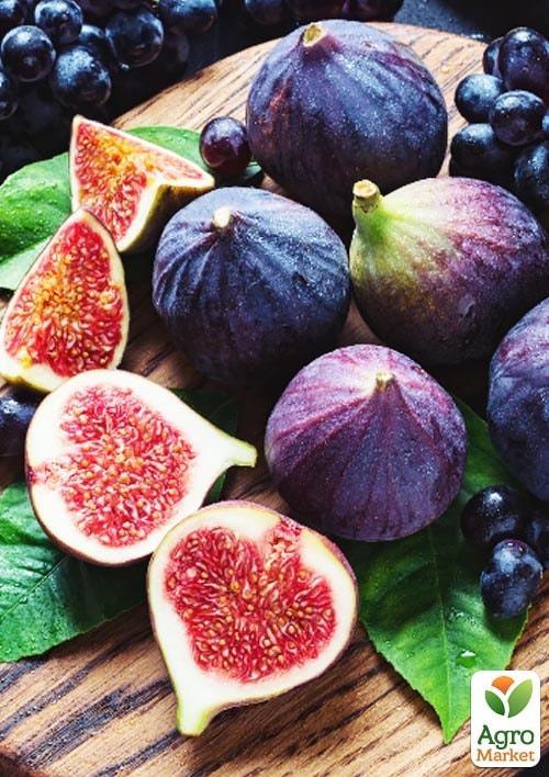 Інжир "Київський Великоплідний"