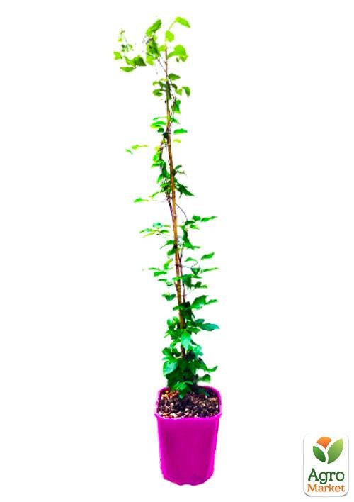 Клематис 3-х річний "Comtesse de Bouchaud" С2 - фото 3