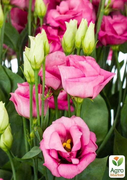 Эустома махровая "Mariachi Pink" укорененная в контейнере Р9 - фото 2