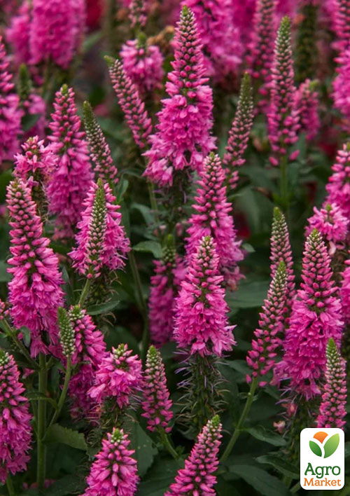 Вероника Колосистая "First Love"