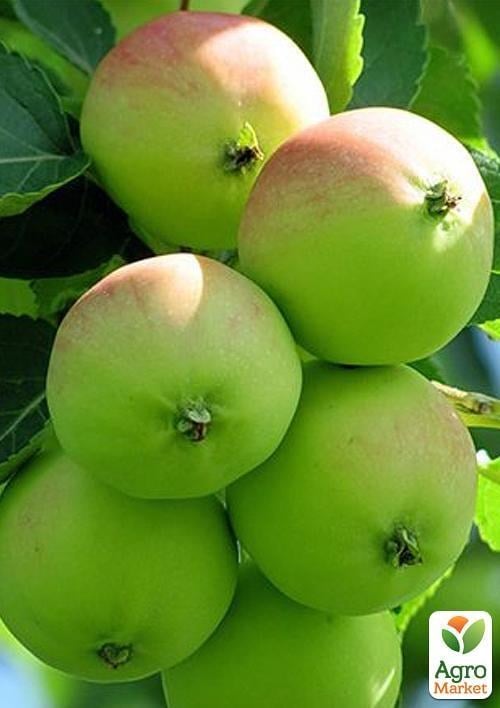 Яблоня  "Эрли Женева" (летний сорт, ранний срок созревания)