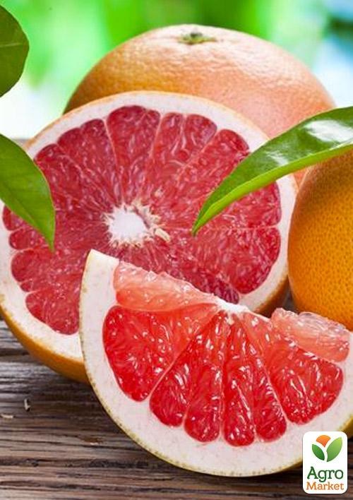 Грейпфрут "Marsh Seedless" (сладкий. премиальный сорт)