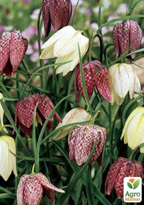 Фритиллярия "Meleagris mix" (размер 5/6 , средний) 5шт в упаковке
