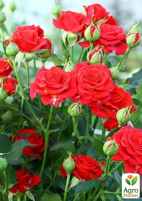 Роза в контейнере мелкоцветковая "Mirabell" (саженец класса АА+) - фото 2