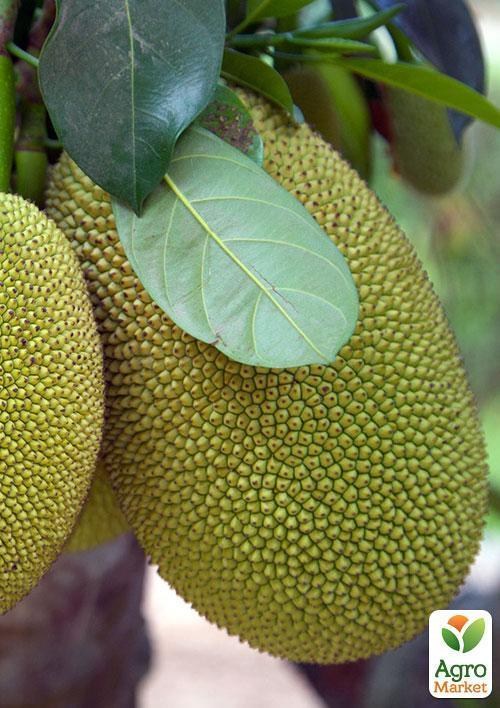 Джекфрут "Незвичайний" ТМ "Vesna Exclusive" 10шт