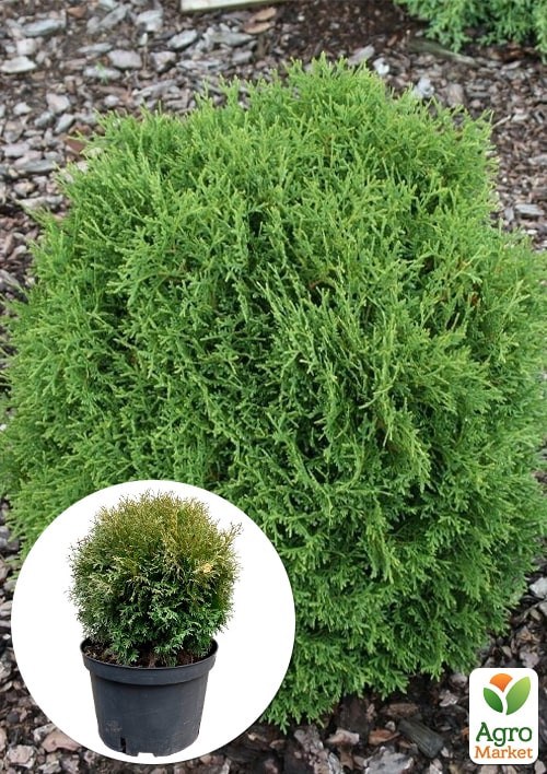 Туя западная "Hoseri" С10, диаметр 30-40 см