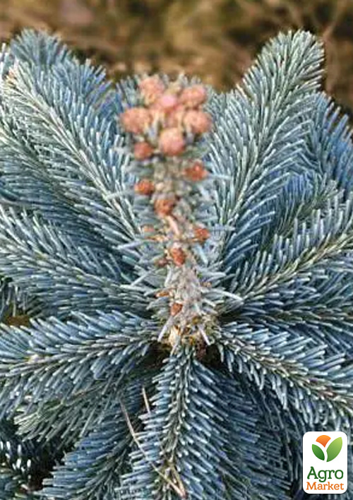 Ялиця субальпійська "Argentea" С30 висота 90-110см - фото 2